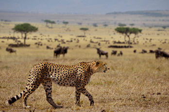 new-dawn-safari