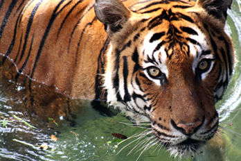 tigers-eye-tour